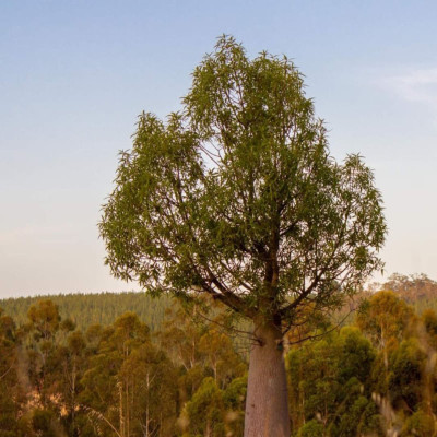 Kettenanhänger Flaschenbaum Queensland