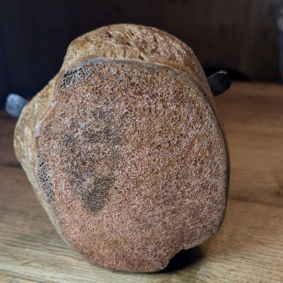 Die Libelle auf dem Eiszeit- Mammut