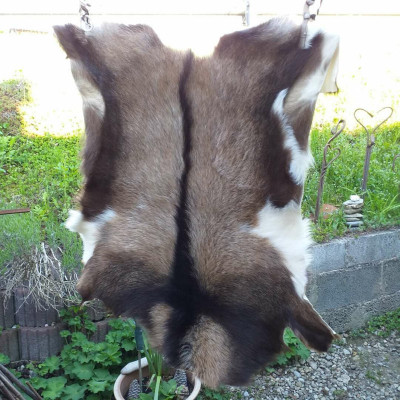 Fell Zwergziegenbock aus dem Alpenland