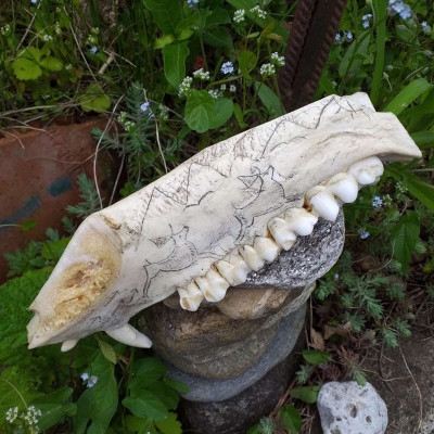 Unterkiefer einer Allgäuer Bache mit Scrimshaw-Motiven